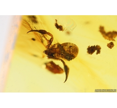 Pseudoscorpion and Ants. Fossil inclusions Baltic amber #13602