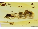 Pseudoscorpion and Ants. Fossil inclusions Baltic amber #13602