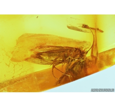 Moth Lepidoptera. Fossil inclusion in Baltic amber #13610