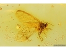 Nice Aphid Aphididae. Fossil insect in Baltic amber #13612