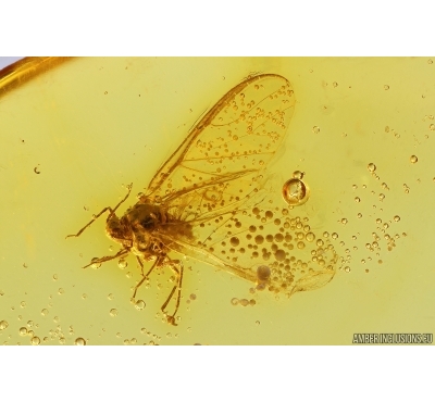 Nice Aphid Aphididae. Fossil insect in Baltic amber #13612