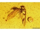 Rare Psyllid Psylloidea. Fossil insect in Baltic amber #13614