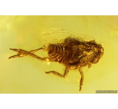 Nice Planthopper nymph Fulgoromorpha Fossil inclusion Baltic amber #13616