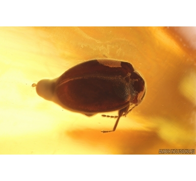 Marsh Beetle Scirtidae. Fossil insect in Baltic amber #13618