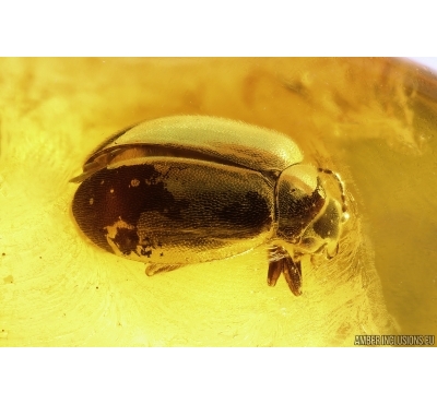 Marsh Beetle Scirtidae. Fossil insect in Baltic amber #13619