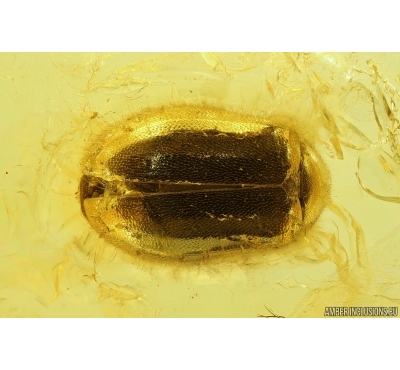 Marsh Beetle Scirtidae. Fossil insect in Baltic amber #13620