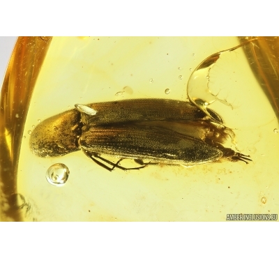 Nice Click beetle Elateroidea. Fossil insect in Baltic amber #13621