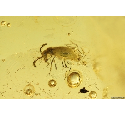 Rove beetle Staphylinidae Scydmaeninae. Fossil insect in Ukrainian Rovno amber #13623R