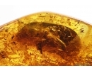 Beetle Coleoptera. Fossil insect Baltic amber #13625