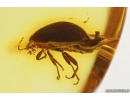 Beetle Coleoptera. Fossil insect Baltic amber #13626