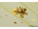 Spider Araneae. Fossil inclusion Ukrainian Rovno amber #13629R