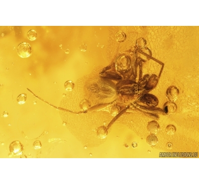 Spider Oonopidae Orchestina. Fossil inclusion Baltic amber #13630