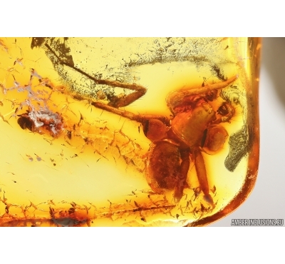 Spider Araneae. Fossil inclusion Baltic amber #13631