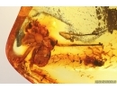 Spider Araneae. Fossil inclusion Baltic amber #13631