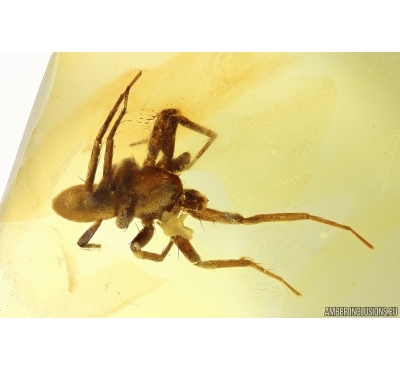 Nice Spider Araneae. Fossil inclusion Ukrainian Rovno amber #13632R