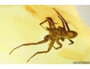 Nice Spider Araneae. Fossil inclusion Ukrainian Rovno amber #13632R