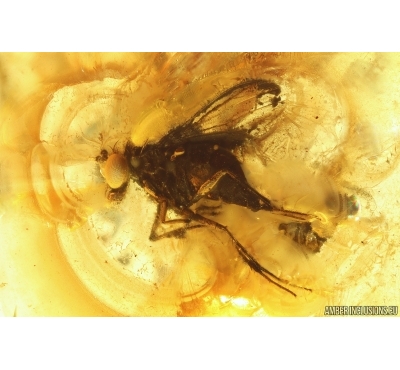 Long-legged fly Dolichopodidae. Fossil insect Ukrainian Rovno amber #13633R