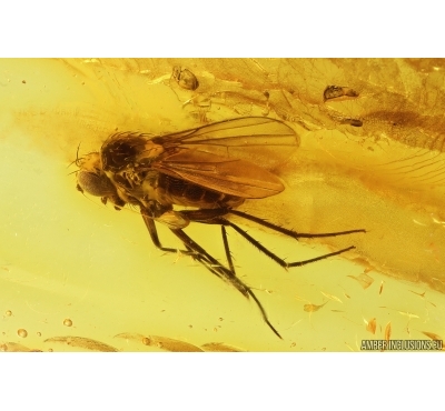 Long-legged fly Dolichopodidae. Fossil Inclusion Baltic amber #13634