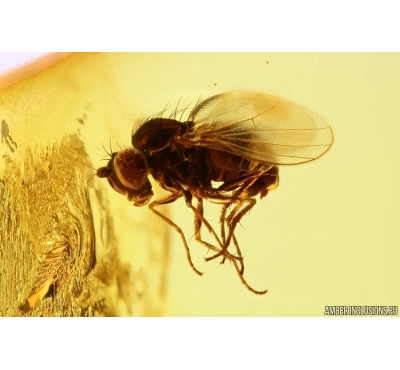 Long-legged fly Dolichopodidae. Fossil Inclusion Baltic amber #13635