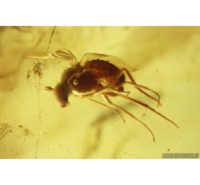 Long-legged fly Dolichopodidae and More. Fossil Inclusions Baltic amber #13636