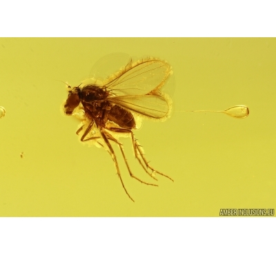 Long-legged fly Dolichopodidae. Fossil Inclusion Baltic amber #13637