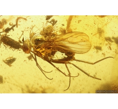  Long-legged fly Dolichopodidae with 4! Mites Acari. Fossil Inclusions Baltic amber #13638