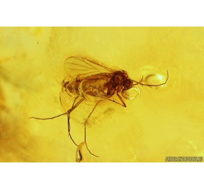 Nice Fungus gnat Mycetophilidae Fossil insect in Baltic amber #13639