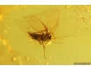 Moth fly Psychodidae. Fossil inclusion Baltic amber #13640