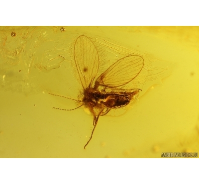 Moth fly Psychodidae. Fossil inclusion Baltic amber #13640