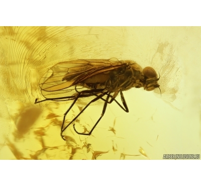  Nice Snipe Fly Rhagionidae and More. Fossil insects Baltic amber #13641