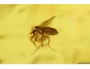  Nice Snipe Fly Rhagionidae and More. Fossil insects Baltic amber #13641