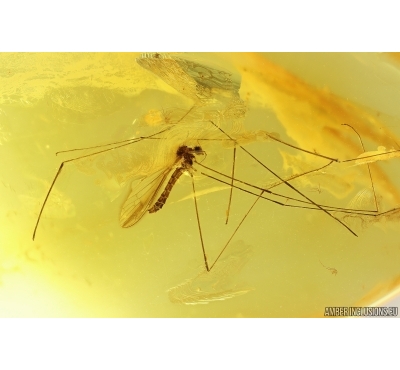 Nice Crane fly Limoniidae. Fossil inclusion Ukrainian Rovno amber #13642R