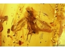 Nice Big Snipe Fly Rhagionidae, Jumping Spider, 2 Caddisflies and Plant. Fossil inclusions Baltic amber #13644