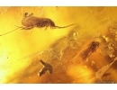 Nice Big Snipe Fly Rhagionidae, Jumping Spider, 2 Caddisflies and Plant. Fossil inclusions Baltic amber #13644