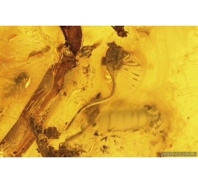 Nice Plant, Collembola Springtail and Spider fragment. Fossil inclusions Baltic amber #13648