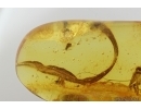 Nice 25mm Leaf, Crane Fly, Beetle and More. Fossil inclusions Baltic amber #13649