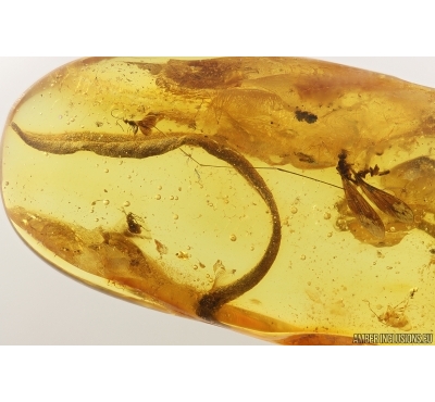 Nice 25mm Leaf, Crane Fly, Beetle and More. Fossil inclusions Baltic amber #13649