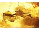 Nice 25mm Leaf, Crane Fly, Beetle and More. Fossil inclusions Baltic amber #13649