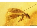 Nice 25mm Leaf, Crane Fly, Beetle and More. Fossil inclusions Baltic amber #13649