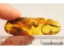 Nice 25mm Leaf, Crane Fly, Beetle and More. Fossil inclusions Baltic amber #13649