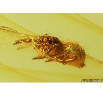 Jumping Spider Salticidae and Nice Bud. Fossil inclusions Baltic amber #13650