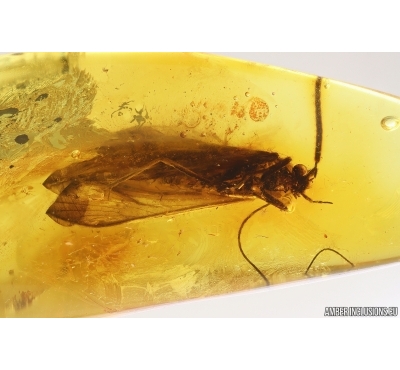 Big 12mm Caddisfly Trichoptera. Fossil insect Baltic amber #13652