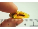 Big 12mm Caddisfly Trichoptera. Fossil insect Baltic amber #13652