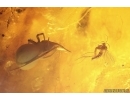 4 Caddisflies Trichoptera, Spider Araneae, Beetle Coleoptera and More. Fossil inclusions Baltic amber #13653