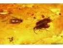 4 Caddisflies Trichoptera, Spider Araneae, Beetle Coleoptera and More. Fossil inclusions Baltic amber #13653