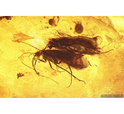 4 Caddisflies Trichoptera, Spider Araneae, Beetle Coleoptera and More. Fossil inclusions Baltic amber #13653