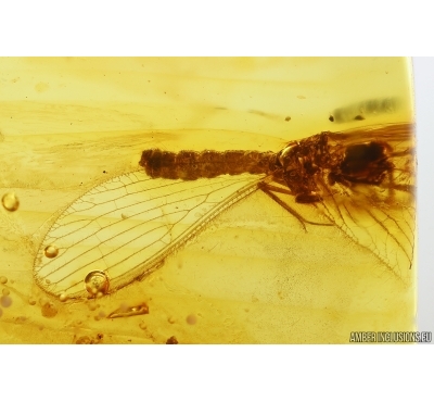 Lacewing Neuroptera. Fossil insect in Baltic amber #13654