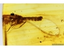 Lacewing Neuroptera. Fossil insect in Baltic amber #13654