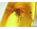 Lacewing Neuroptera. Fossil insect in Baltic amber #13654