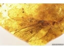 Rare Scorpionfly Mecoptera Bittacidae fragment 15mm and Bristletail 10mm. Fossil inclusions Baltic amber #13655